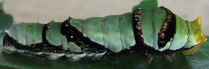 Larvae